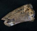 Large Partial Tyrannosaur Tooth - Two Medicine Formation #13289-1